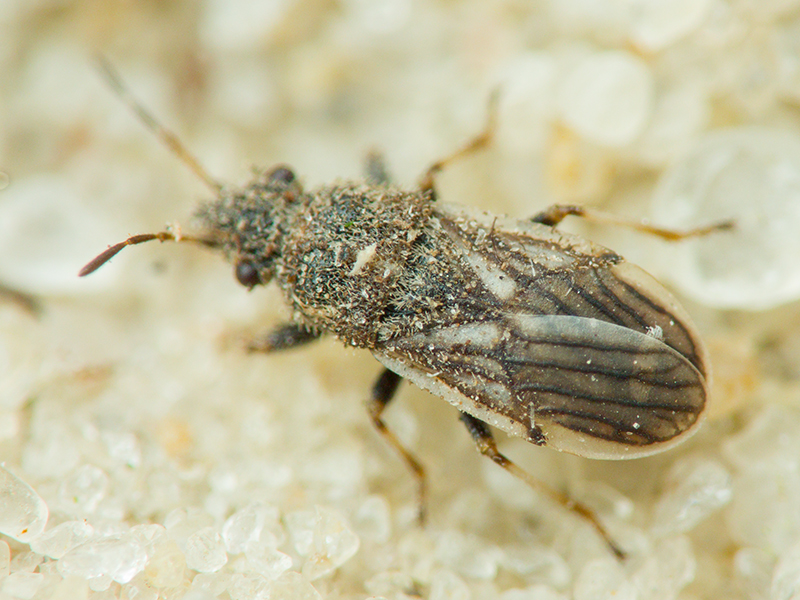 Camptotelus lineolatus (Schilling, 1829)